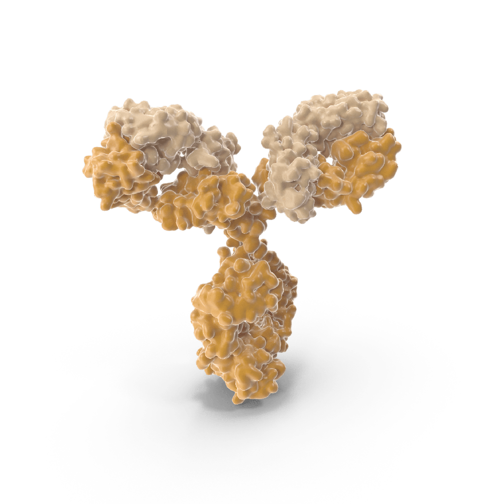 HSP70 Antibody